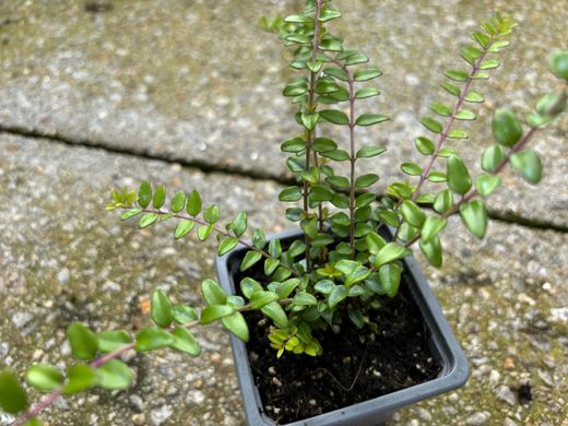 Lonicera nitida - Madressilva-de-folhas