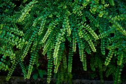 Lonicera nitida - Madressilva-de-folhas