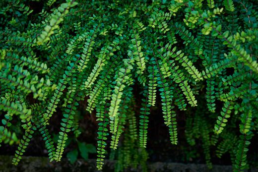 Lonicera nitida - Madreselva de hoja