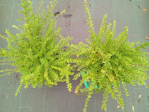 Lonicera nitida - Madressilva-de-folhas