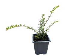 Lonicera nitida - Madressilva-de-folhas