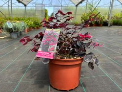 Loropetalum chinense "Black Pearl"