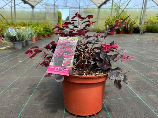 Loropetalum chinense "Black Pearl"