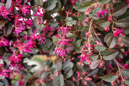 Loropetalum chinense "Black Pearl"