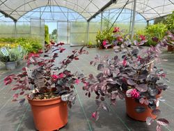 Loropetalum chinense "Black Pearl"