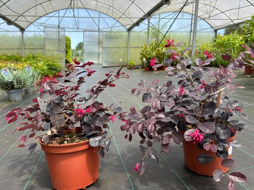 Loropetalum chinense "Black Pearl"