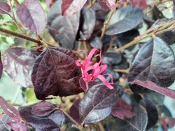 Loropetalum chinense "Black Pearl"