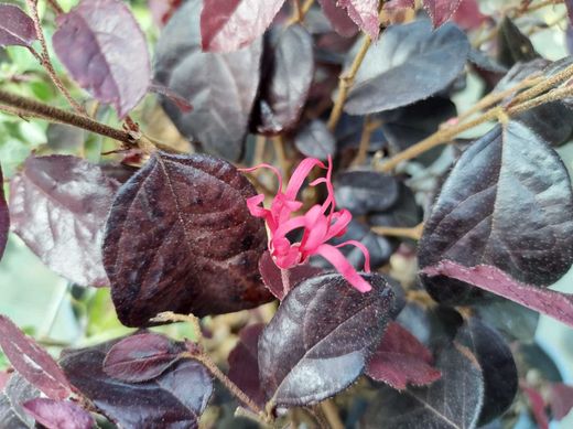 Loropetalum chinense "Black Pearl"