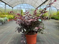 Loropetalum chinense "Rose in black"