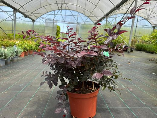 Loropetalum chinense "Rose in black"