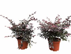 Loropetalum chinense "Rose in black"