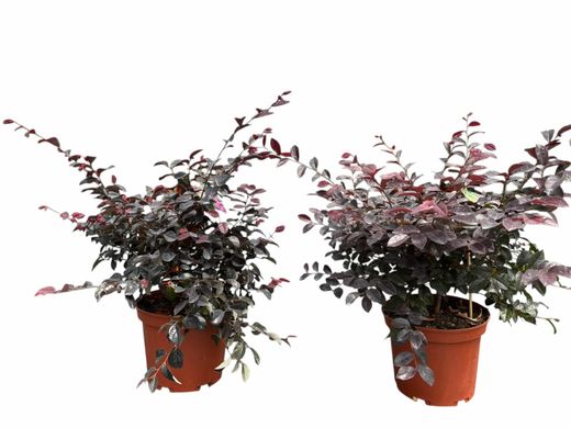 Loropetalum chinense "Rose in black"