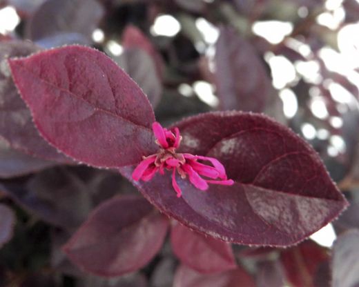 Loropetalum chinense "Rose in black"