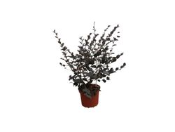 Loropetalum chinense "Rose in black"