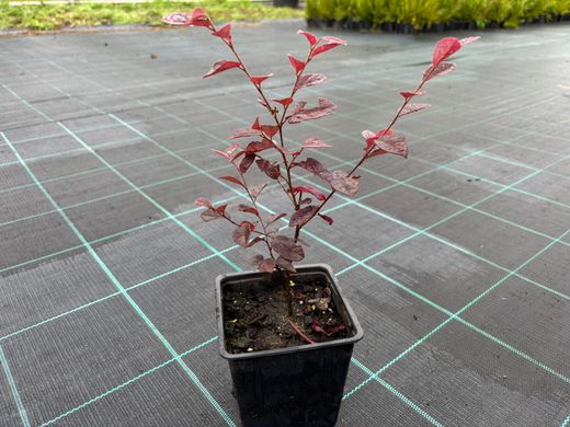 Loropetalum chinensis Fire Dance en pot de 11 cm