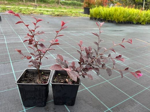Loropetalum chinensis Fire Dance en pot de 11 cm