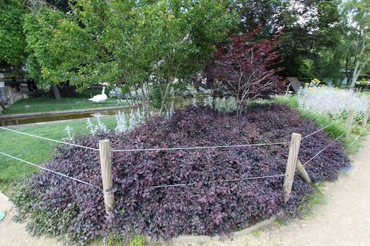 Loropetalum, Loropetalum chinensis 'Dança do fogo'