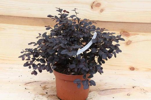 Loropetalum, Loropetalum chinensis 'Dança do fogo'