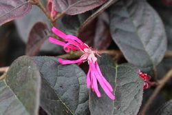 Loropetalum, Loropetalum chinensis 'Dança do fogo'
