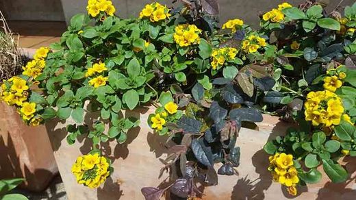 Lysimachia congestiflora, Globos de Oro. Maceta de 11 cm