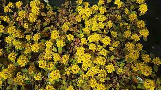 Lysimachia congestiflora, Globos de Oro. Maceta de 11 cm