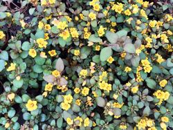 Lysimachia congestiflora, Golden Globes.Pot de 11 cm