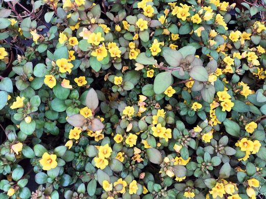 Lysimachia congestiflora, Golden Globes.Pot de 11 cm