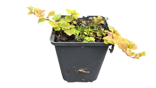 Lysimachia nummularia "Aurea" - Lisimaquia dourada