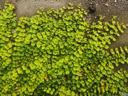 Lysimachia nummularia "Aurea" - Lisimaquia dourada