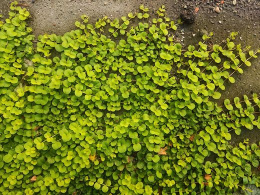 Lysimachia nummularia "Aurea" - Lisimaquia dourada