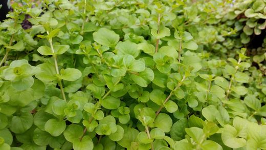 Lysimachia nummularia "Aurea" - Lisimaquia dourada