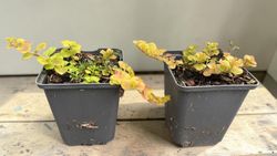 Lysimachia nummularia "Aurea" - Lisimaquia dourada