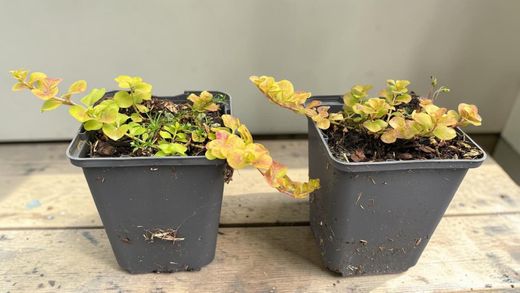 Lysimachia nummularia "Aurea" - Lisimaquia dourada