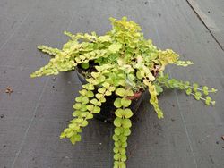 Lysimachia nummularia "Goldilocks"