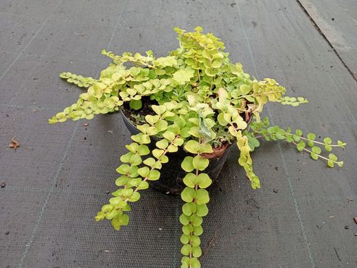 Lysimachia nummularia "Goldilocks"