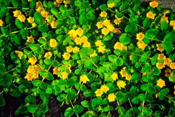 Lysimachia nummularia "Goldilocks"