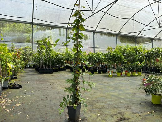 Madressilva japonesa roxa - Lonicera japonica roxa