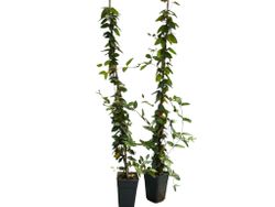 Madressilva japonesa roxa - Lonicera japonica roxa