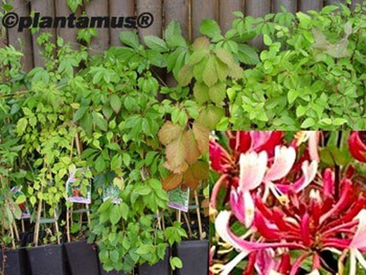 Madreselva roja, Lonicera japonica chinensis