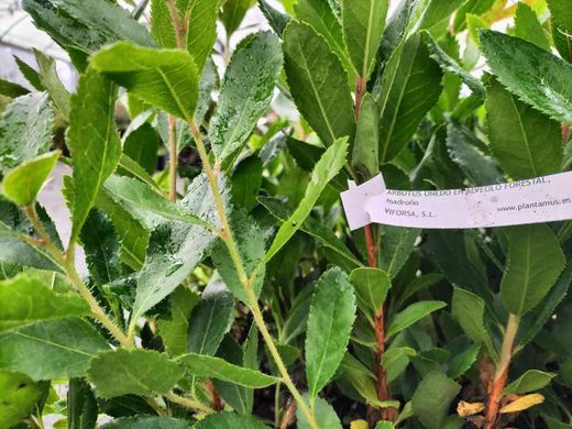 Madroño, Arbutus unedo