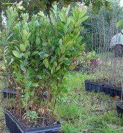 Madroño, Arbutus unedo