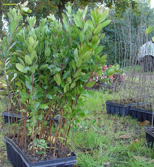 Madroño, Arbutus unedo