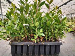 Madroño, Arbutus unedo