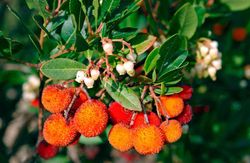 Madroño, Arbutus unedo