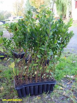 Madroño, Arbutus unedo