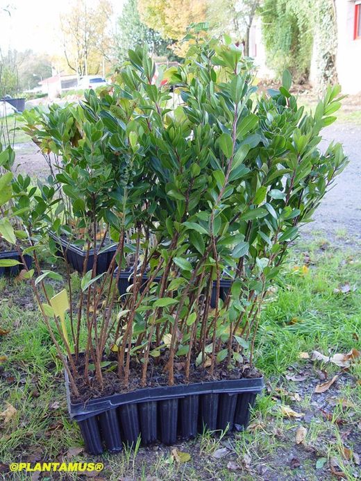 Madroño, Arbutus unedo