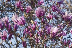 Magnolia Betty em vaso de 9,5 cm