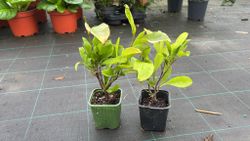 Magnolia Betty em vaso de 9,5 cm