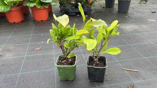 Magnolia Betty em vaso de 9,5 cm