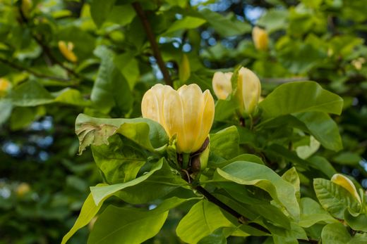 Magnolia brooklyn Yellow Bird